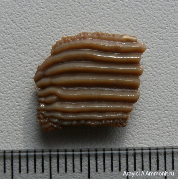 Украина, Ptychodus, Chondrichthyes, Elasmobranchii, Selachimorpha, Hybodontiformes, Hybodontoidea, Upper Cretaceous, Ptychodontidae