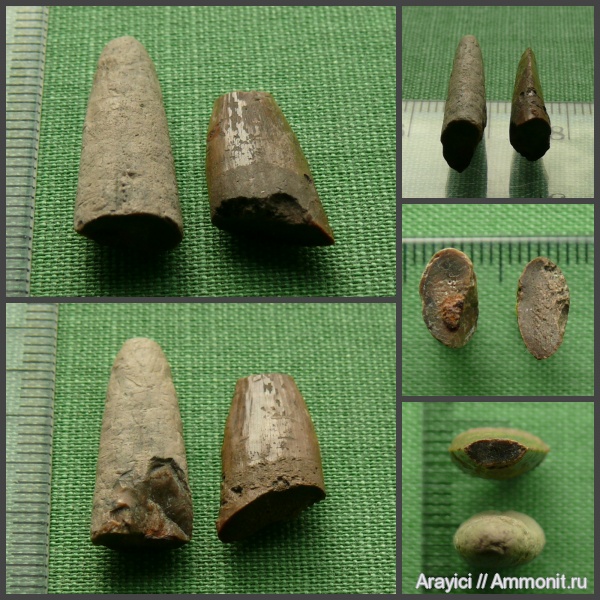 Украина, зубы рыб, Cenomanian, Upper Cretaceous, fish, teeth