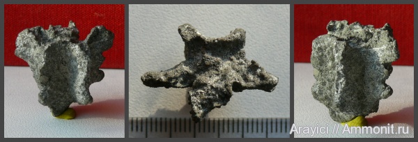 Украина, Porifera, Cenomanian, Upper Cretaceous