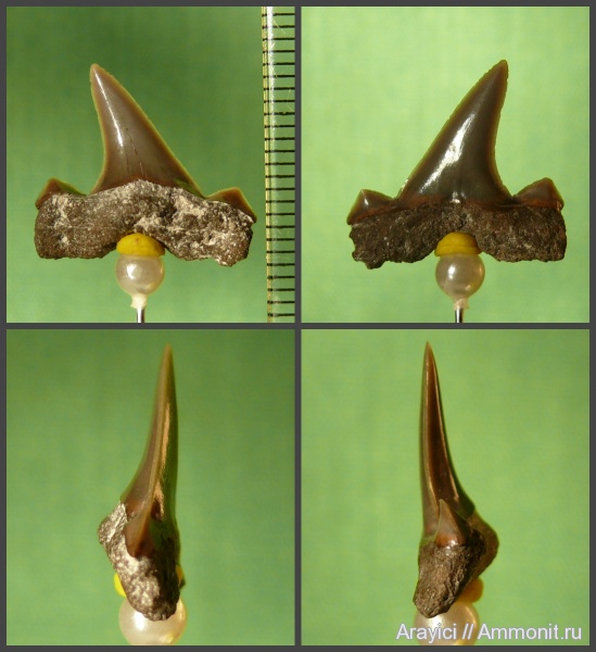 Украина, Cretalamna, Chondrichthyes, Elasmobranchii, Selachimorpha, Lamniformes, Cretoxyrhinidae, Cenomanian, Upper Cretaceous, Cretolamna catoxodon