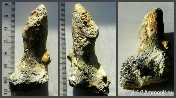 Украина, Porifera, Ventriculitidae, Rhizopoterion, hexactinellida, Upper Cretaceous