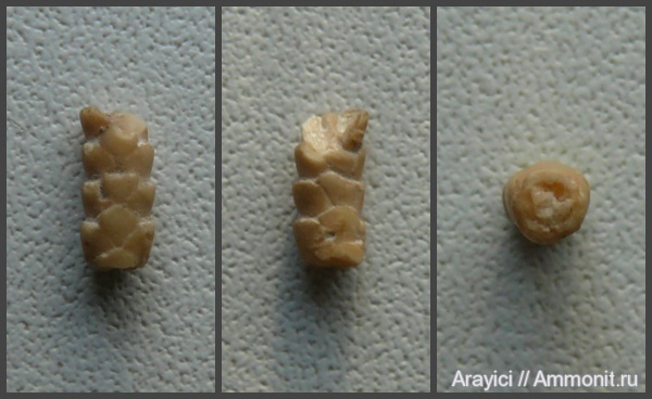 Украина, офиуры, Ophiuroidea, Coniacian, Upper Cretaceous, Ophiuridae