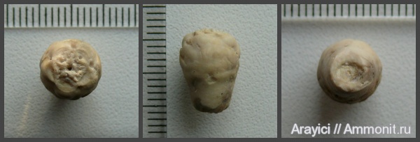 морские лилии, Украина, Crinoidea, Bourgueticrinus, Upper Cretaceous