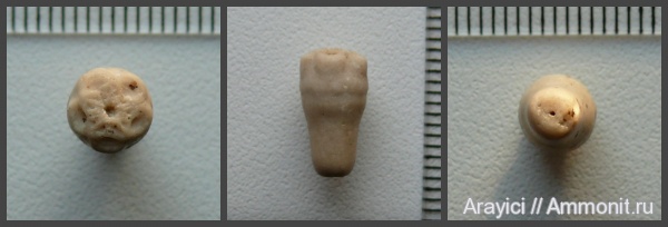 морские лилии, Украина, Crinoidea, Bourgueticrinus, Upper Cretaceous