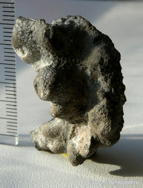 Украина, Porifera, Upper Cretaceous