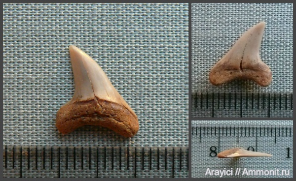 Украина, Chondrichthyes, Elasmobranchii, Selachimorpha, Lamniformes, Paranomotodon, Upper Cretaceous