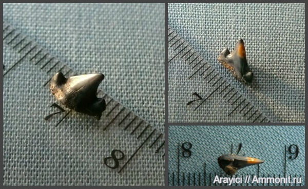 Украина, Archaeolamna, Lamniformes, Upper Cretaceous, shark teeth