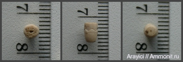 морские лилии, Украина, Crinoidea, Bourgueticrinus, Upper Cretaceous