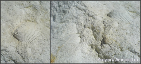 Украина, Spondylus, bivalvia, Pectinoida, Spondylidae, Turonian, Upper Cretaceous, Pteriomorphia, Pectinoidea