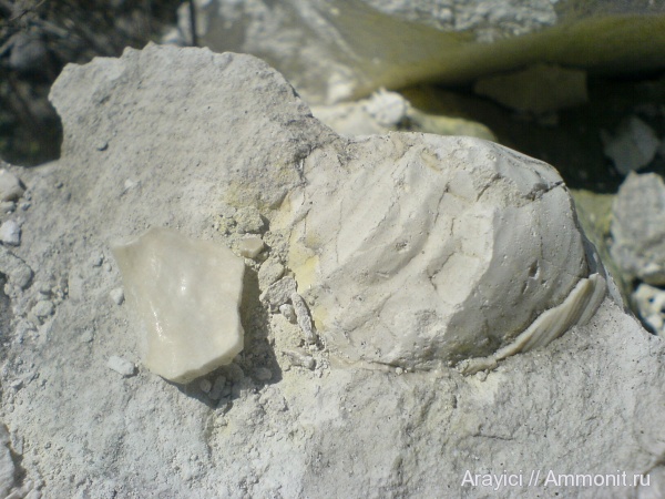 Украина, Inoceramus, bivalvia, mollusca, иноцерамусы, Turonian, Upper Cretaceous