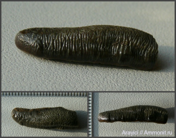 Украина, Chondrichthyes, Elasmobranchii, Euselachii, Acrodus, Hybodontiformes, Cenomanian, Upper Cretaceous, Acrodontidae