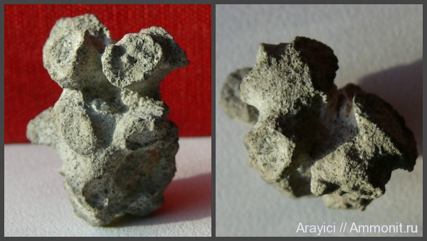 губки, Украина, Porifera, Cenomanian, Upper Cretaceous