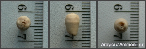 морские лилии, Украина, Crinoidea, Bourgueticrinus, Upper Cretaceous