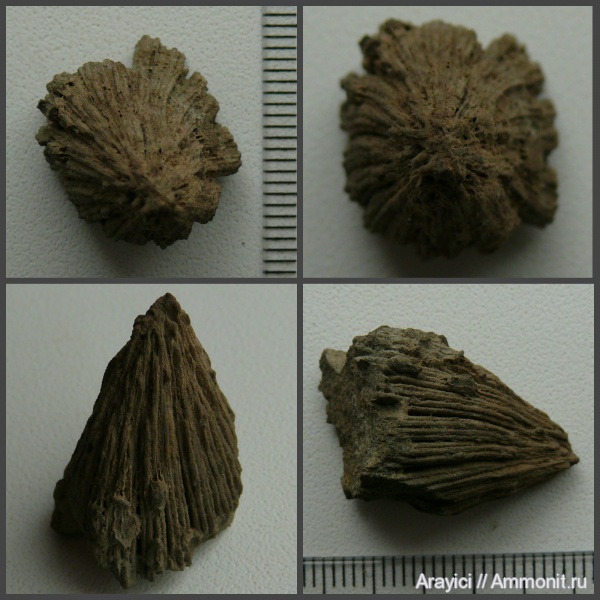 Украина, bivalvia, mollusca, Cenomanian, Upper Cretaceous, Hippuritoida, Rudists, Hippuritidae, Hippurites