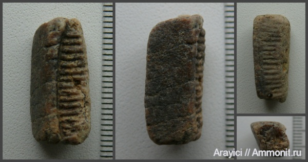 Украина, Chondrichthyes, Elasmobranchii, Myliobatiformes, Myliobatidae, Aetobatus, Paleogene