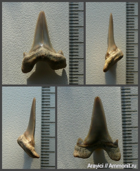 Украина, Chondrichthyes, Elasmobranchii, Selachimorpha, Lamniformes, Upper Cretaceous, Cretolamna borealis