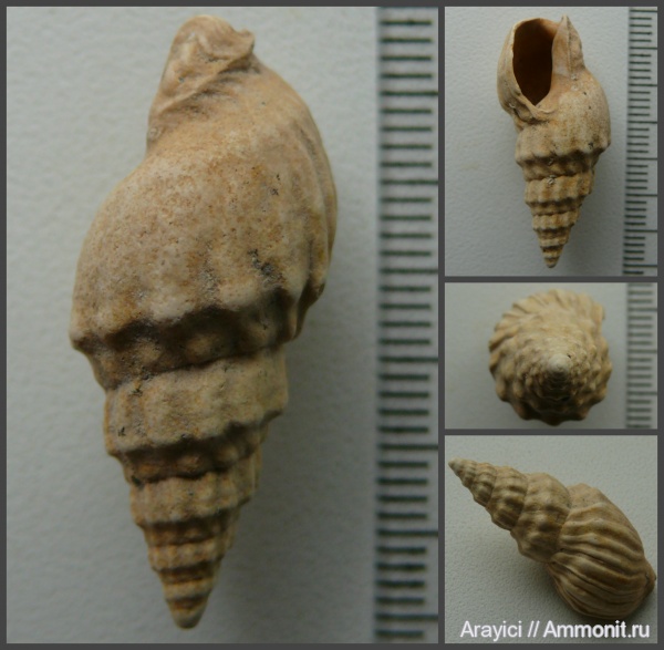 Украина, Dorsanum, Gastropoda, Nassariidae, mollusca, Dorsanum corbianum, Neogene, Buccinoidea, Dorsaninae