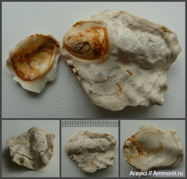 Украина, Lopha, Ostreidae, bivalvia, mollusca, Upper Cretaceous
