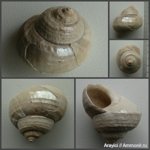 Украина, Gibbula, Gastropoda, mollusca, Trochidae, Trochoidea, Neogene