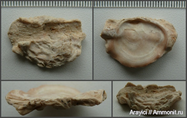 Украина, Lopha, Ostreidae, bivalvia, mollusca, Upper Cretaceous