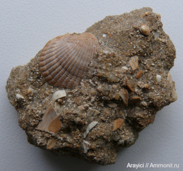 Украина, Cardiidae, Cardium, bivalvia, mollusca, Neogene, Veneroida