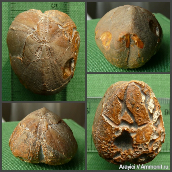морские ежи, Украина, Echinoidea, неправильные морские ежи, Turonian, Upper Cretaceous, Perischoechinoidea