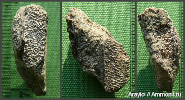 рыбы, химеры, Украина, Chondrichthyes, Holocephali, Chimaeriformes, мандибулярная пластина, Cenomanian, Upper Cretaceous
