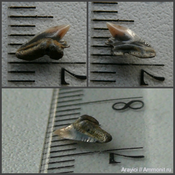 палеоген, Украина, Chondrichthyes, Elasmobranchii, Physogaleus, Selachimorpha, Carcharhiniformes, Physogaleus secundus, Eocene, Paleogene