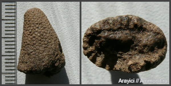 Украина, Porifera, hexactinellida, Upper Cretaceous, Invertebrata