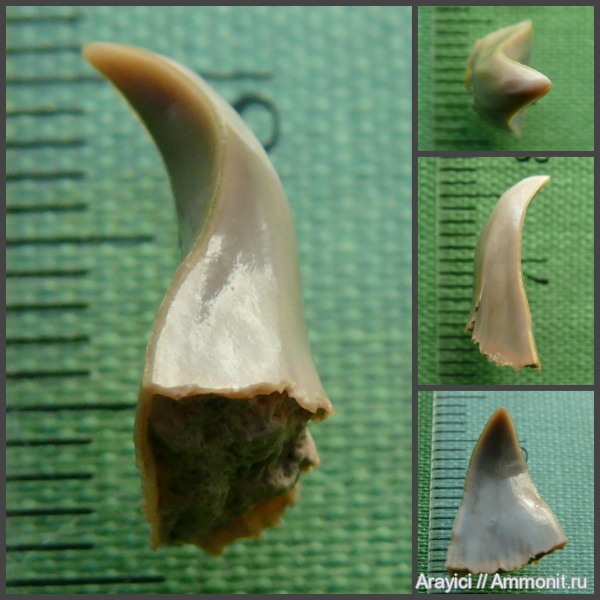Украина, зубы акул, Chondrichthyes, Elasmobranchii, Selachimorpha, Lamniformes, Cenomanian, Upper Cretaceous, deformed shark teeth, pathological shark teeth