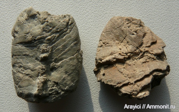 акулы, Украина, Cenomanian, Upper Cretaceous, sharks, продукты жизнедеятельности