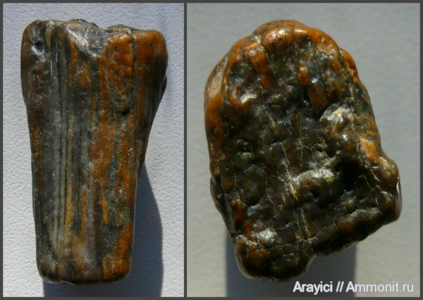 окаменевшее дерево, Украина, Upper Cretaceous