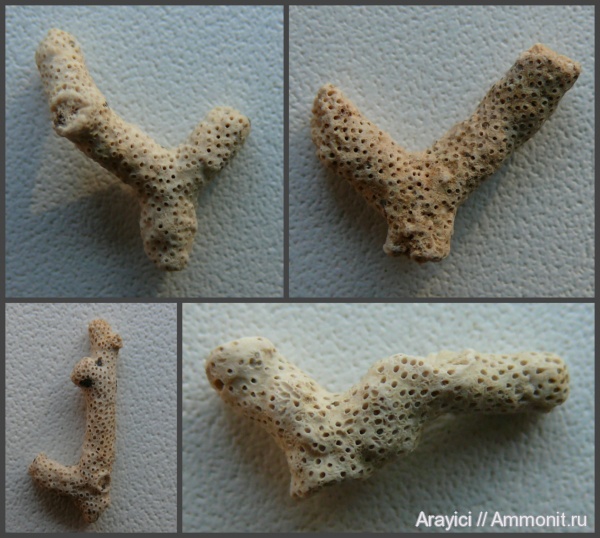 мшанки, Украина, Bryozoa, Upper Cretaceous, Ectoprocta