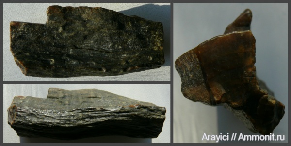 окаменевшее дерево, Украина, Upper Cretaceous