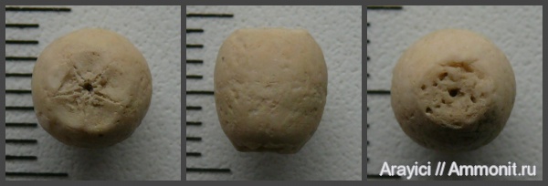 морские лилии, Украина, Crinoidea, Bourgueticrinus, Upper Cretaceous