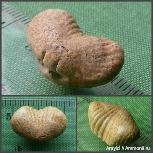 Украина, brachiopoda, Rhynchonellida, Cyclothyris, Rhynchonellata, Cyclothyrididae, Upper Cretaceous