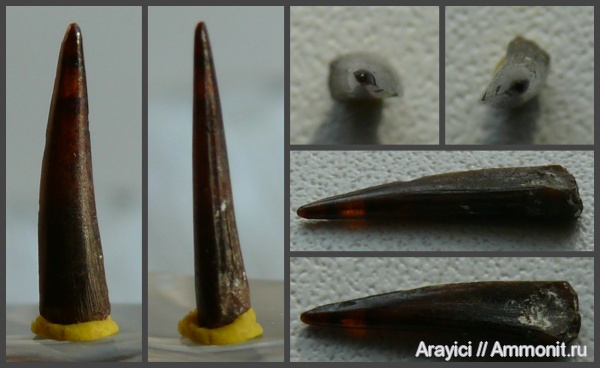 Украина, зубы рыб, Enchodus, Actinopterygii, Enchodontidae, Salmoniformes, Upper Cretaceous, Neopterygii