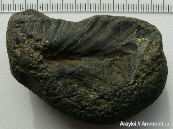 моллюски, Украина, отпечатки, Upper Cretaceous