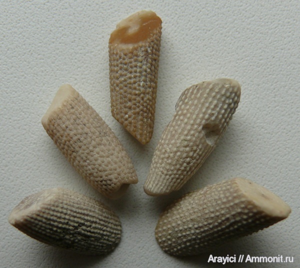 морские ежи, Украина, Echinoidea, иглы морских ежей, Coniacian, Upper Cretaceous