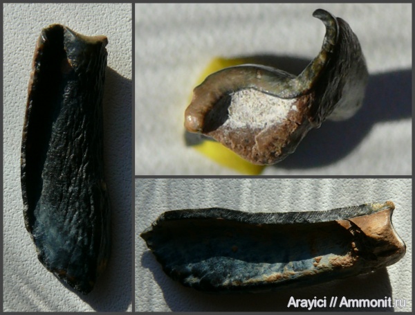 зубы, млекопитающие, Украина, Cenozoic