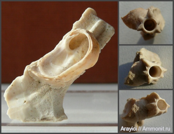 двустворчатые моллюски, Украина, Serpulidae, Amphidonta, обрастание, bivalvia, mollusca, Polychaeta, Pyrgopolon, Upper Cretaceous, Sabellida, Serpulimorpha