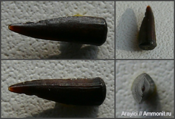 Украина, зубы рыб, Enchodus, Actinopterygii, Enchodontidae, Salmoniformes, Upper Cretaceous, Neopterygii