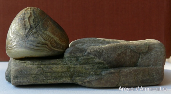 окаменевшее дерево, Украина, Upper Cretaceous, Paleogene