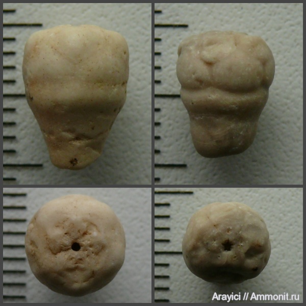 морские лилии, Украина, Crinoidea, Bourgueticrinus, Upper Cretaceous