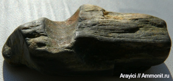 палеоген, окаменевшее дерево, Украина, ходы древоточцев