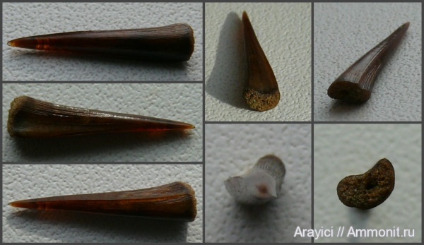 Украина, зубы рыб, Enchodus, Actinopterygii, Enchodontidae, Salmoniformes, Upper Cretaceous, Neopterygii