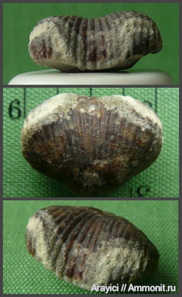 Украина, brachiopoda, Rhynchonellida, Cyclothyris, Rhynchonellata, Cyclothyrididae, Upper Cretaceous