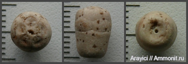 морские лилии, Украина, Crinoidea, Bourgueticrinus, Upper Cretaceous