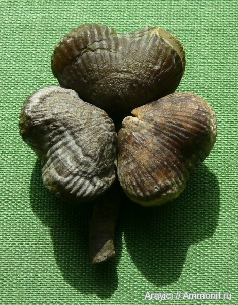 брахиоподы, палеоарт