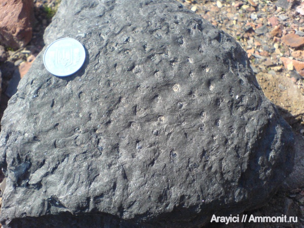 Украина, stigmaria, стигмарии, Нововолынск